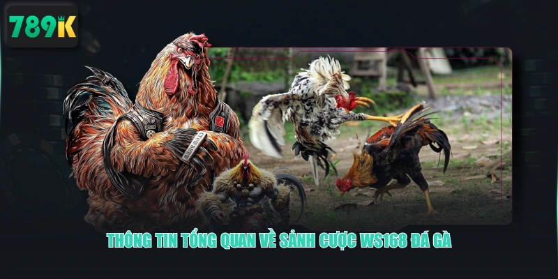 Thông tin tổng quan về sảnh cược WS168 Đá Gà